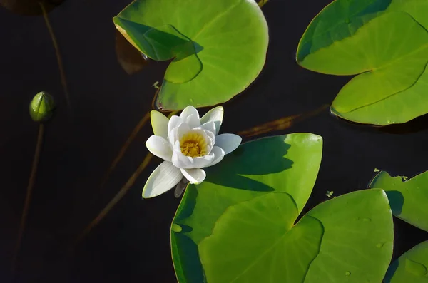 White Water Lily Blooms Pond Leaves — Stock Photo, Image