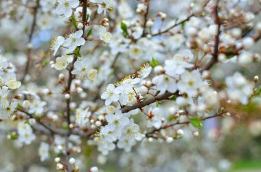 Baharda ağaçların dallarında beyaz çiçekler