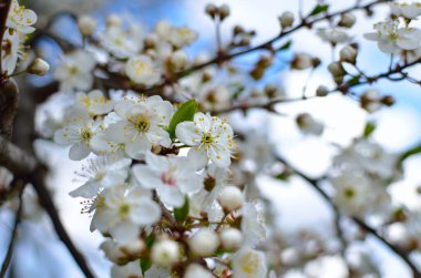 Baharda ağaçların dallarında beyaz çiçekler