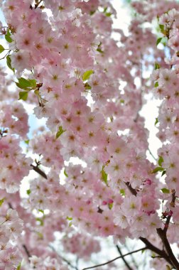 Sakura çiçekleri baharda dallarda açar.