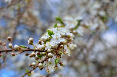 Baharda ağaçların dallarında beyaz çiçekler