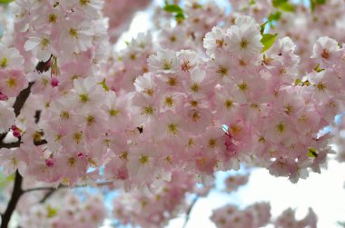 Sakura çiçekleri baharda dallarda açar.