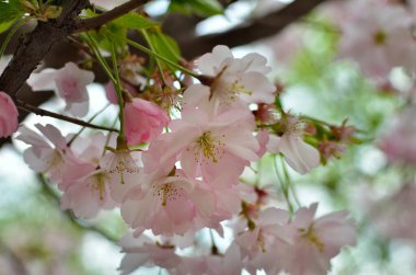 Sakura çiçekleri baharda dallarda açar.