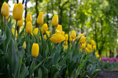 Genç laleler baharda parkta çiçek açtı.