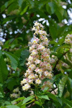 Dallardaki yeşil yaprakların arasında yemyeşil beyaz kestane çiçekleri