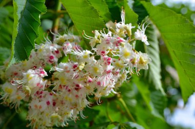 Dallardaki yeşil yaprakların arasında yemyeşil beyaz kestane çiçekleri