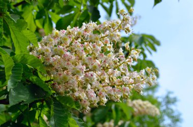 Dallardaki yeşil yaprakların arasında yemyeşil beyaz kestane çiçekleri