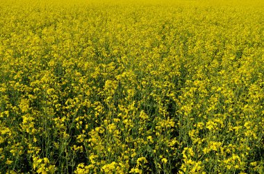 Yazın bir tarlada sarı kolza çiçeği