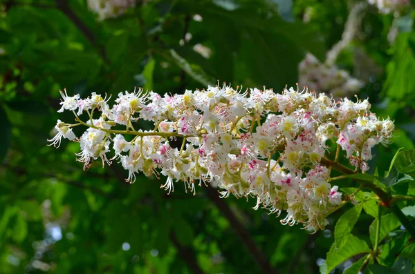 Lush White Chestnut Flowers Green Leaves Branches — Stock Photo, Image