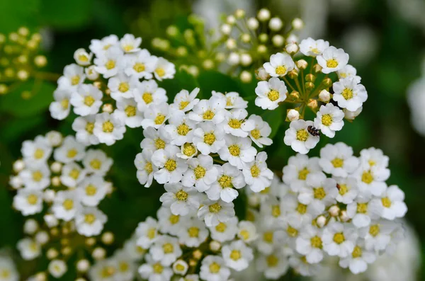 Flores Pequenas Brancas Spirea Entre Folhas Verdes Nos Galhos — Fotografia de Stock