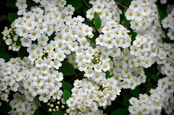 Petites Fleurs Blanches Spirée Parmi Les Feuilles Vertes Sur Les — Photo