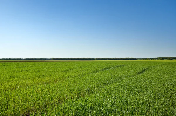 Green Field Background Blue Sky — Stock Photo, Image