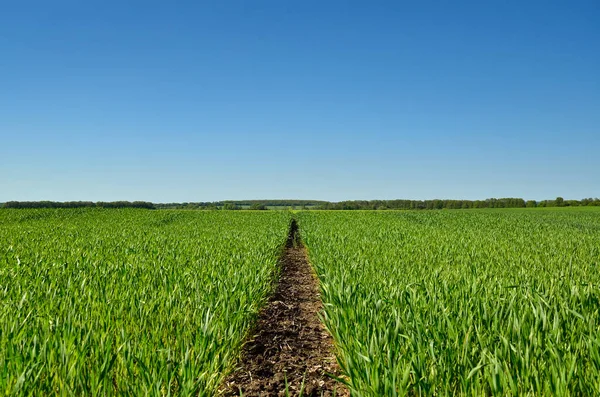 Grüne Wiese Vor Blauem Himmel — Stockfoto