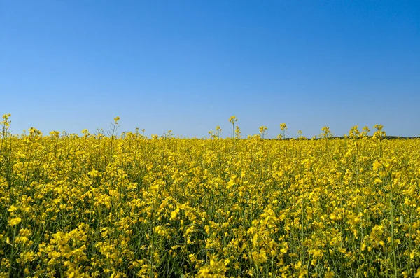 Blooming Rapeseed Field Blue Sky Summer — Stock Photo, Image