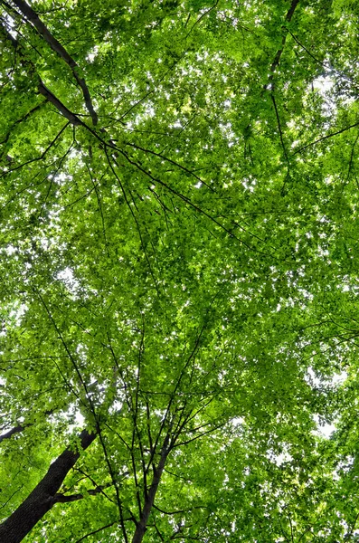 Arbres Élancés Dans Une Jeune Forêt Verte Été Vue Sur — Photo