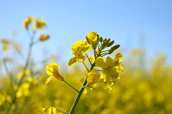 Yellow Rapeseed Flowers Blue Sky — Stock Photo, Image