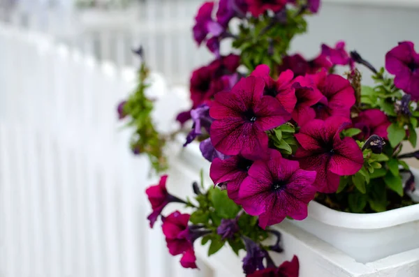 Flores Grandes Petunia Una Maceta Sobre Una Cerca Blanca Imagen De Stock