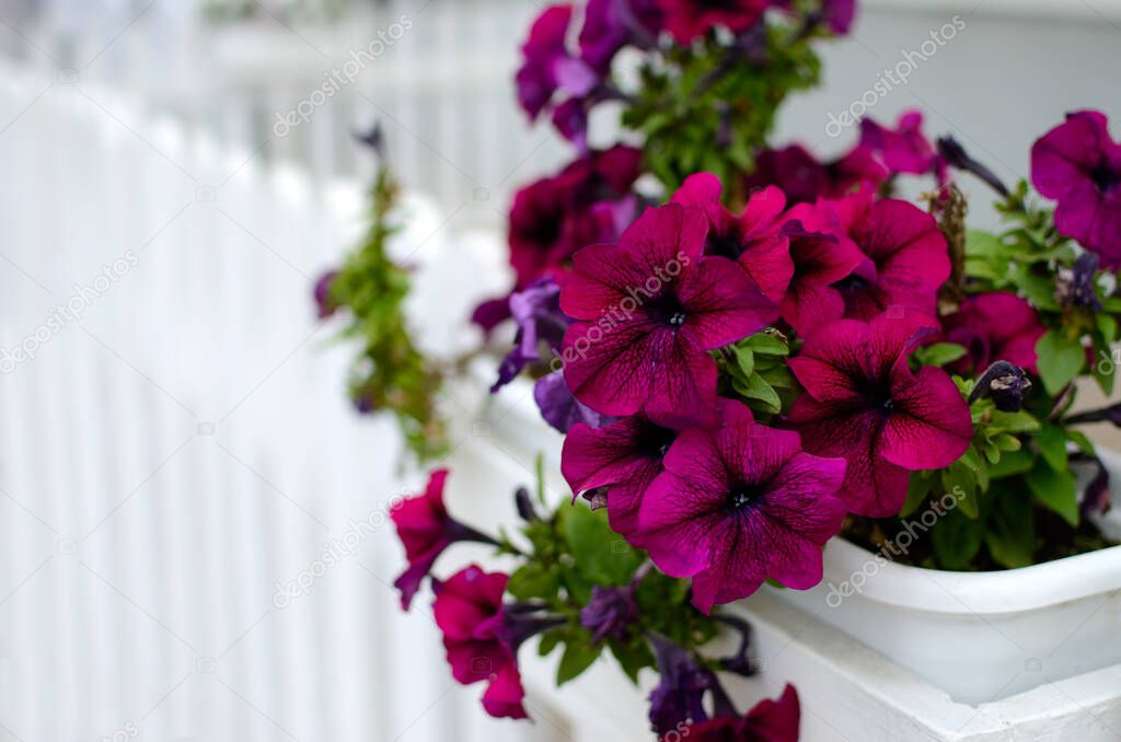 Large petunia flowers in a pot on a white fence