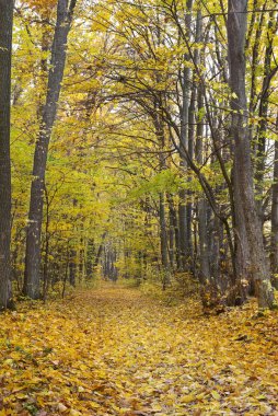 Sarı yapraklar arasında sonbahar ormandaki ağaçlar