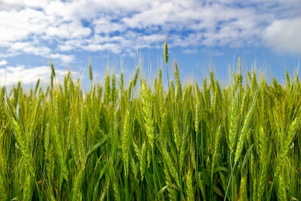 Jeunes épis de grain sur le fond du ciel bleu — Photo