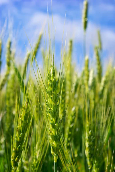 Young ears of grain on the background of blue sky — Stock Photo, Image