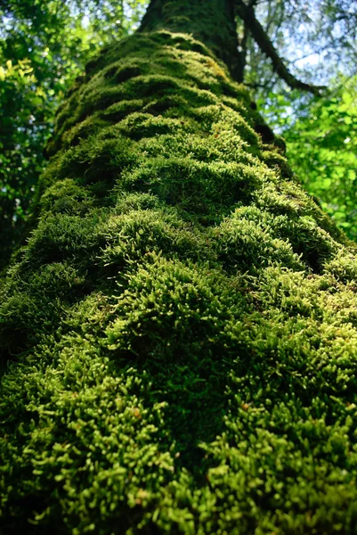 Stamm eines alten Baumes dicht mit Moos bedeckt — Stockfoto