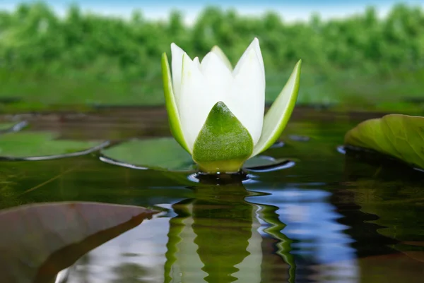 Белая лилия цветущая озеро на фоне зеленых листьев — стоковое фото