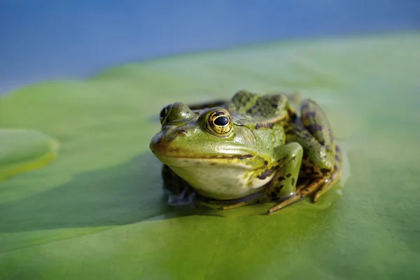 Big green frog sitting on a green leaf lily — Stock Photo, Image