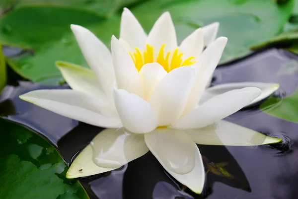 White lily blooming lake on the background of green leaves — Stock Photo, Image
