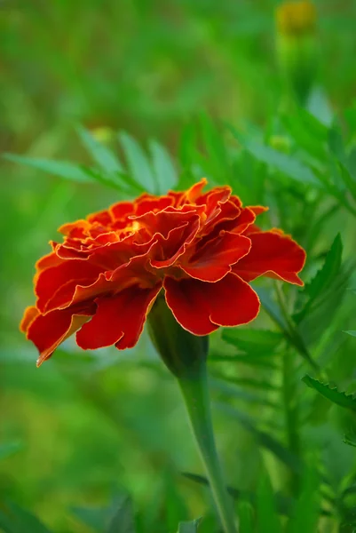 Large marigold flowers growing on a green flower bed — Stock Photo, Image