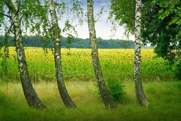 Four birches on a background field of sunflowers — Stock Photo, Image