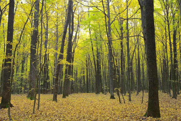 Träden i skogen höst bland gula blad — Stockfoto