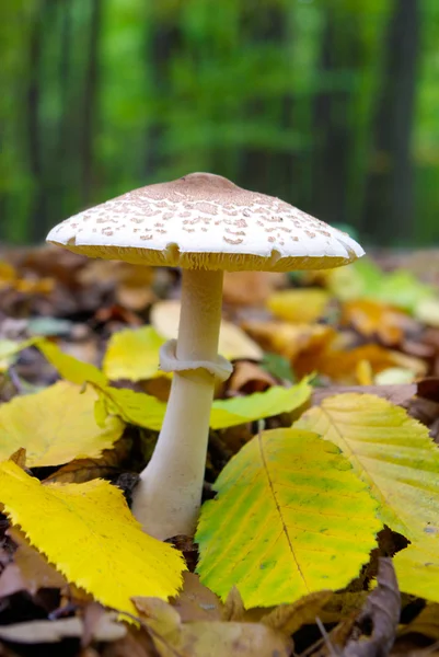 Pilze, die im Wald zwischen den abgefallenen Blättern wachsen — Stockfoto