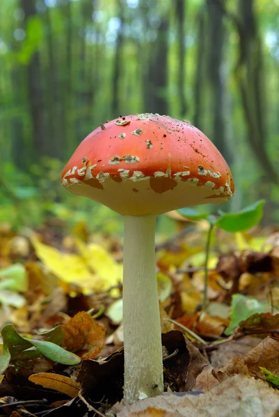 Mushrooms growing in the woods among the fallen leaves — Stock Photo, Image