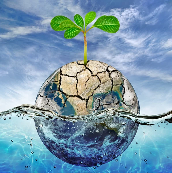 Lonely plant in the parched earth submerged in the ocean — Stock Photo, Image