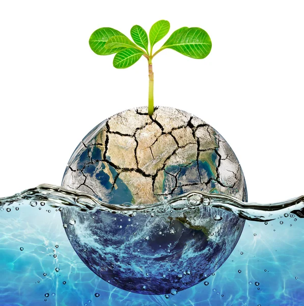 Lonely plant in the parched earth submerged in the ocean — Stock Photo, Image