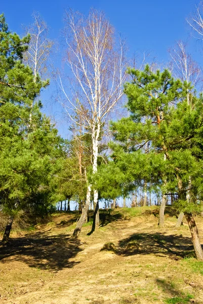 Bříza a borovice stromy na pozadí modré oblohy — Stock fotografie