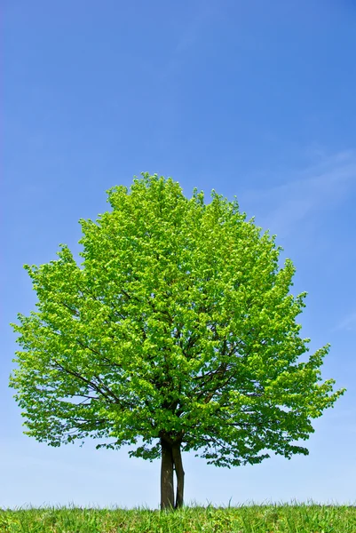 Árvore solitária no campo, no fundo do céu azul claro — Fotografia de Stock