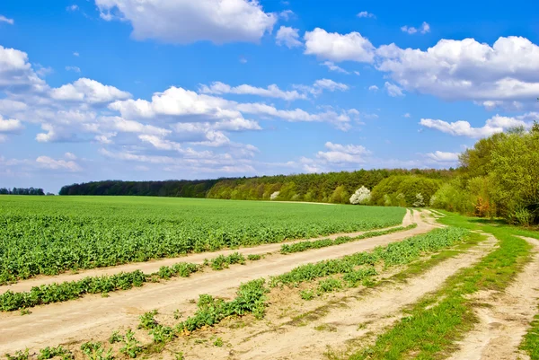 Green field,road,forest,on the background of the blue sky with clouds — Stock Photo, Image