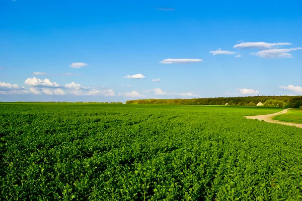 Campo verde, strada, foresta, sullo sfondo del cielo blu con le nuvole — Foto Stock