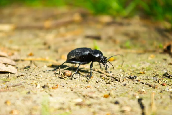 Fekete bogár, nyáron egy erdei ösvényen — Stock Fotó