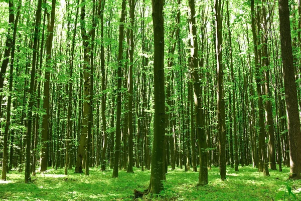 Arbres verts Journée ensoleillée dans la forêt — Photo