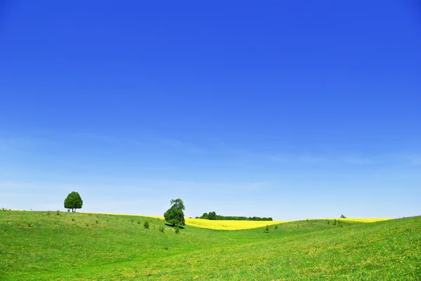 Pascolo, alberi, coltivazioni di colza sullo sfondo del cielo blu — Foto Stock