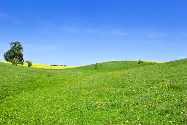 Pâturages, arbres, cultures de canola sur le fond du ciel bleu — Photo