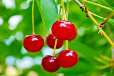 Olgun Kiraz yaprak zemin üzerine