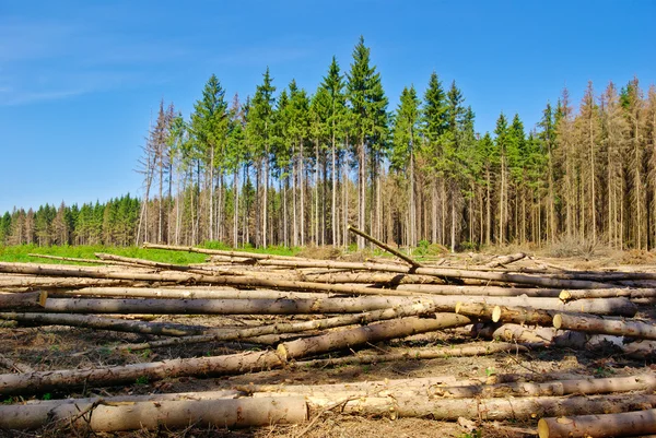 Harvesting timber in the young coniferous forest. — Stock Photo, Image