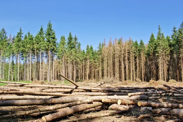 Harvesting timber in the young coniferous forest. — Stock Photo, Image