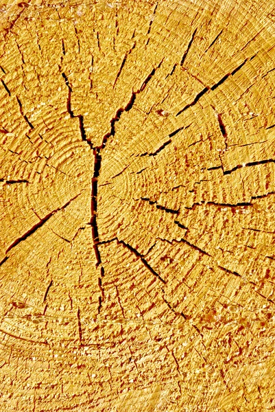Texture slice of a coniferous tree,with cracks and resin. — Stock Photo, Image