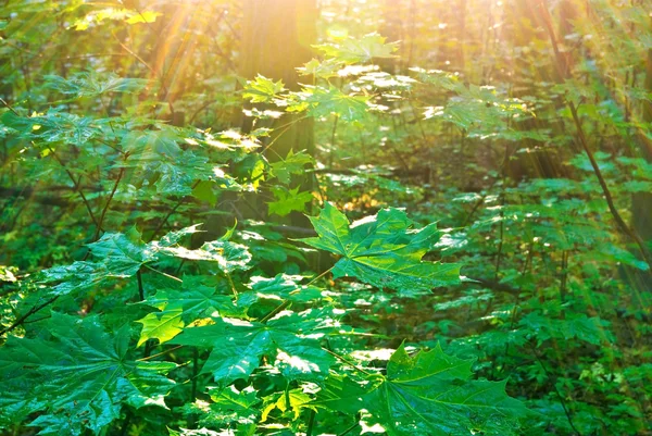 Morgonsolen strålar på sommaren i skogen. — Stockfoto