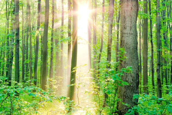 Morgonsolen strålar på sommaren i skogen. — Stockfoto